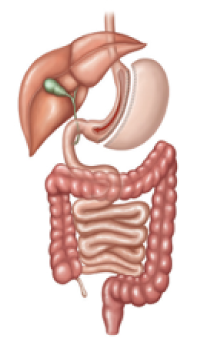 Vertical Sleeve Gastrectomy is a procedure that is effective for weight loss.